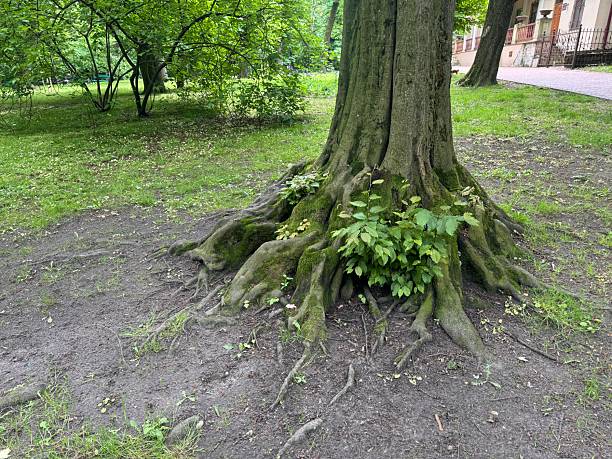 palm tree roots visible from the outside
