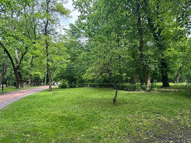 istock Green trees in the park 2254014801