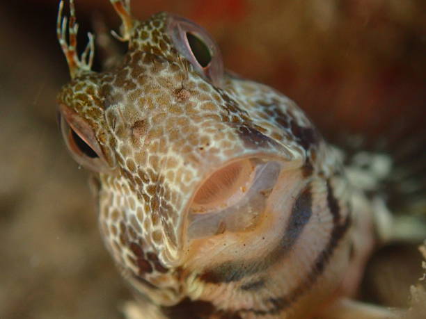 istock Ringneck blenny (Parablennius pilicornis) extreme close-up undersea 2254015096