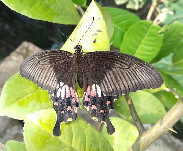 istock Beauty of Papilio polytes Butterfly 2254016291