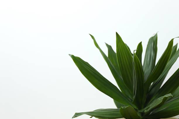 istock Green dracaena Compacta plant near white wall, space for text. House decor 2254017588