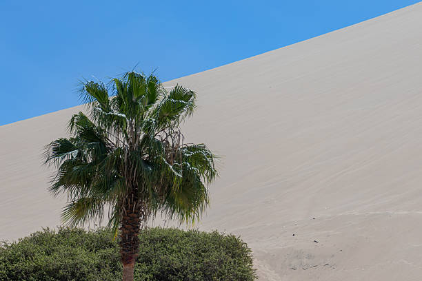 A vibrant palm tree rises against the backdrop of golden desert dunes symbolizing contrast between life and arid landscapes. Perfect for travel themes exotic destinations and editorial design.