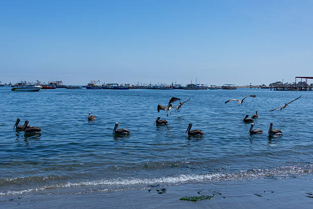 A group of pelicans rests peacefully on calm blue waters symbolizing harmony community and connection with nature. Ideal for wildlife conservation travel and editorial campaigns.