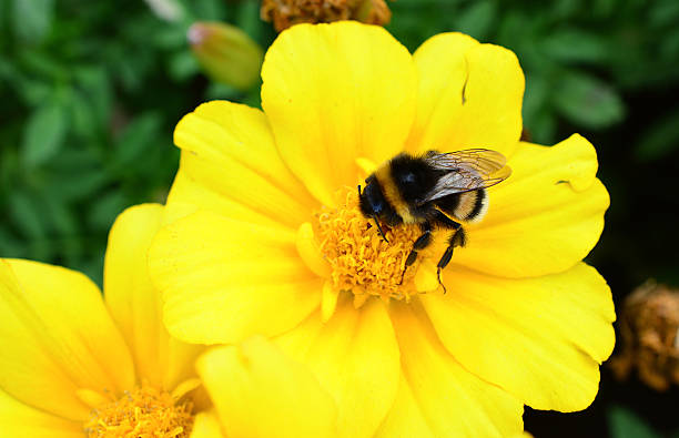 istock a close up of single Bumblebee on a Bright Yellow Flower copy space 2254019968