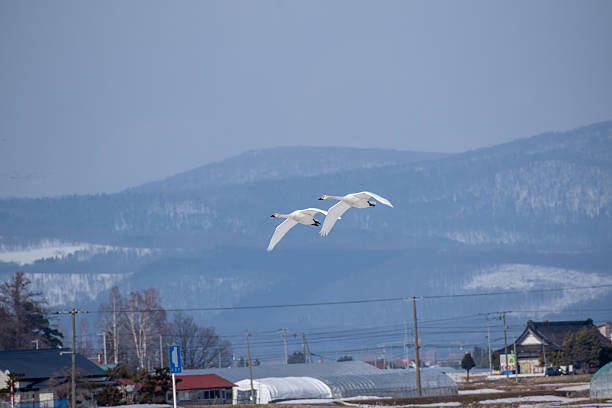 A flock of swans taking flight
