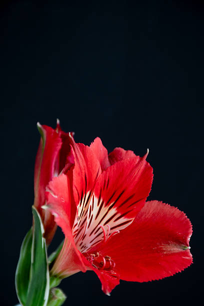 istock Red alstroemeria on black background 2254020722
