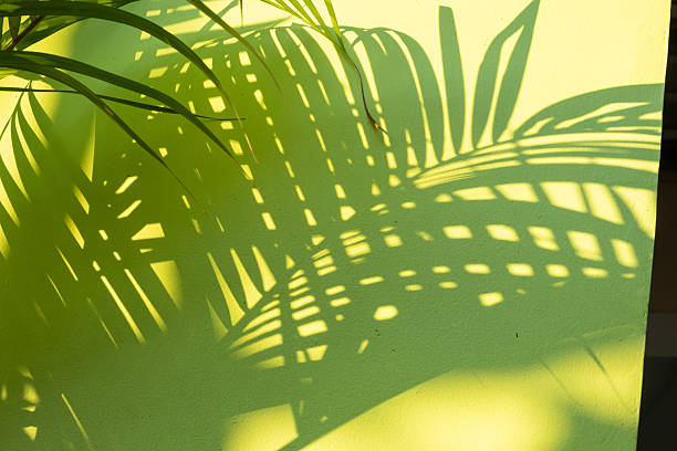 istock Abstract natural palm tree leaves shadow on green wall background 2254021781