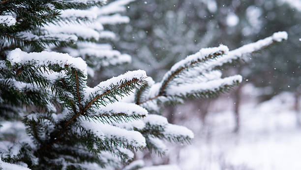 Delicate Snow Resting On Clustered Pine Needles, Evocative Forest Mood With Soft Light, Muted Palette And Textured Branches For Nature And Wellness Concepts