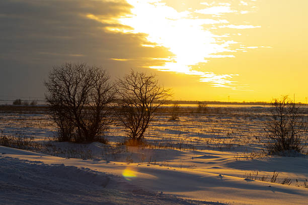 Free picture: Winter sunset. a snow covered field with trees in the ...