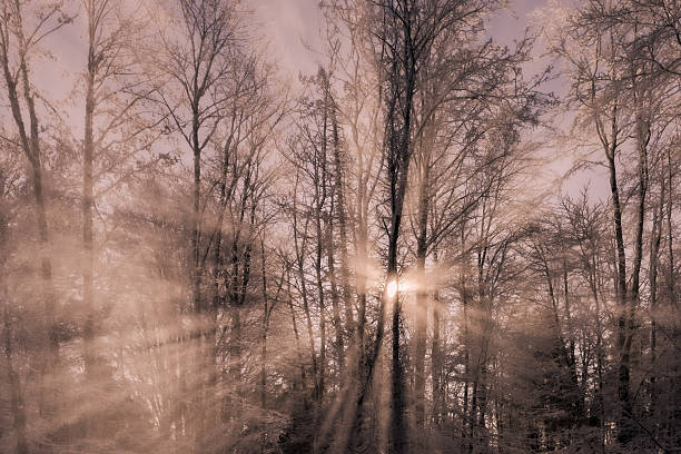 winter forest