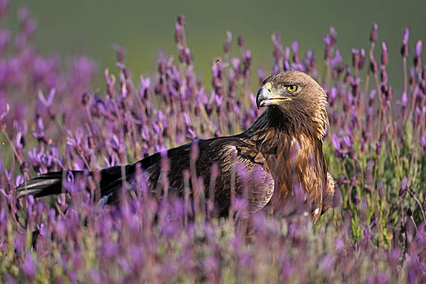 A young golden eagle against the background of the residence of the President of Kazakhstan Akorda in the city of Astana