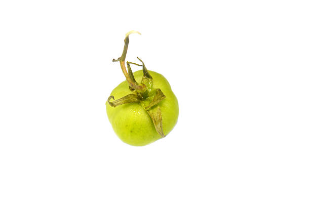 A green tomato, botanically a fruit, but is used culinarily as a vegetable due to its savory flavor and use in main dishes, sauces, and salads, belonging to the nightshade family Solanaceae