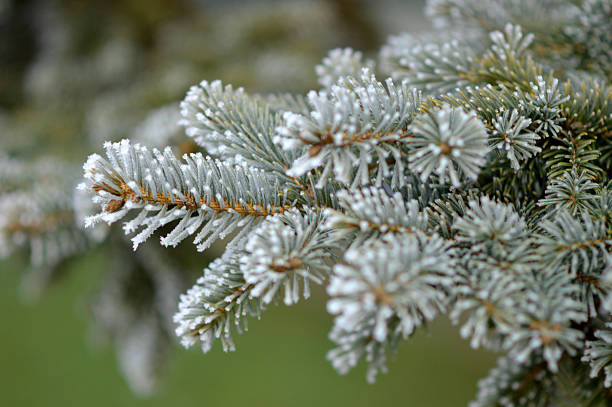 istock branches of silver pine tree covered with rime ice close up 2254029520