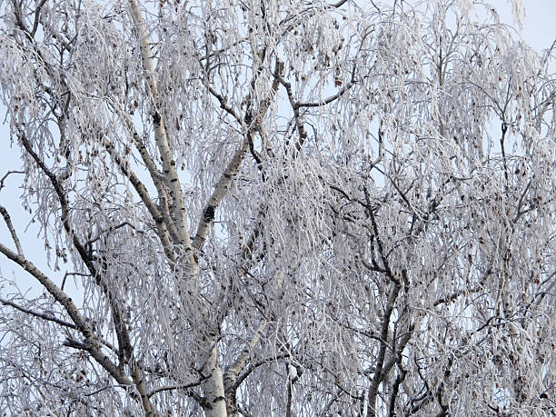 birch tree in the cold winter