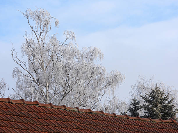 trees in winter
