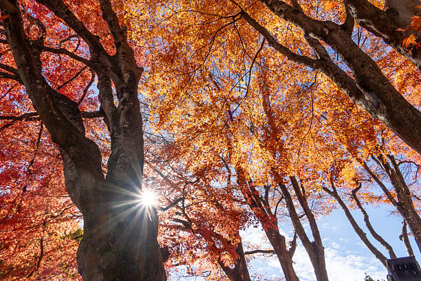 A rustic wooden house surrounded by lush greenery and vibrant autumn foliage in a serene forest setting. Sunlight filters through the trees, creating beautiful shadows on the ground covered with fallen leaves.