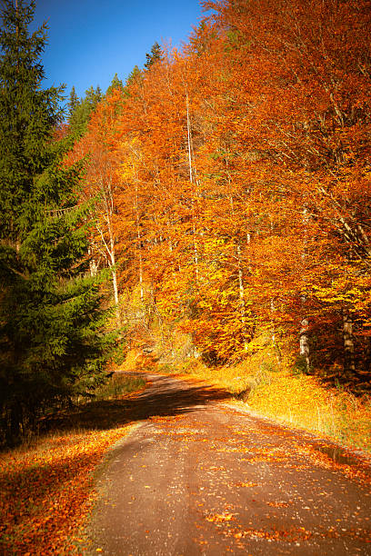 istock Autumn forest in Transilvania 2254033241