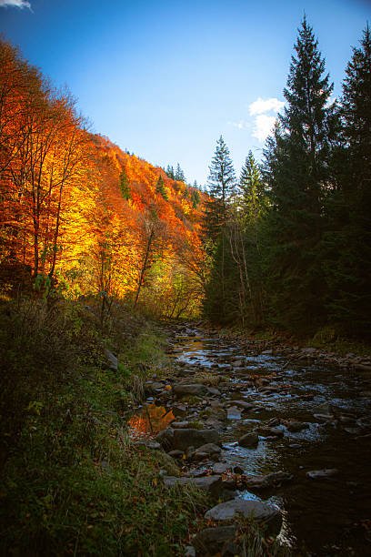 istock Autumn forest in Transilvania 2254033251