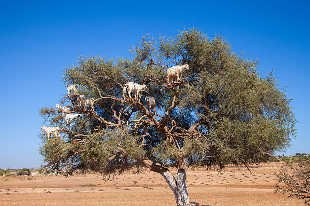 istock Famous Tree-Climbing Goats of Morocco Grazing on Argan Tree Branches ,Unique Natural Phenomenon: Herd of Goats Perched High in an Argan Tree, Morocco ,Surreal Desert Landscape featuring Moroccan Goats Climbing Argan Trees under Blue Sky 2254034560