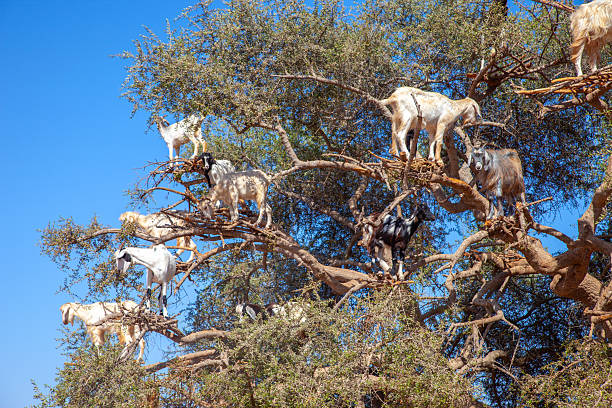 istock Famous Tree-Climbing Goats of Morocco Grazing on Argan Tree Branches ,Unique Natural Phenomenon: Herd of Goats Perched High in an Argan Tree, Morocco ,Surreal Desert Landscape featuring Moroccan Goats Climbing Argan Trees under Blue Sky 2254034598