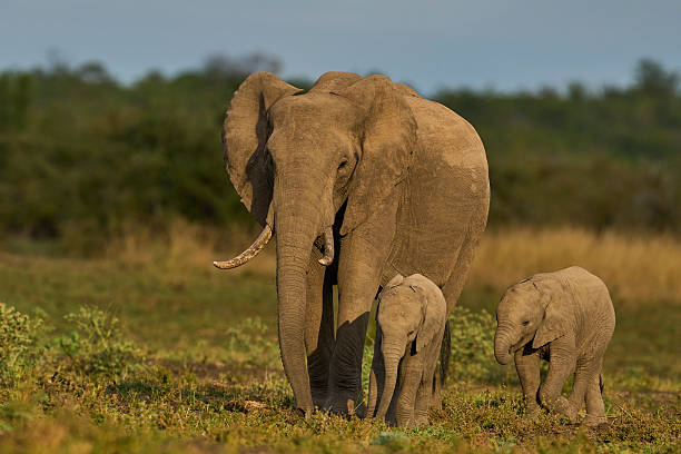 istock Herd of African Elephant with young 2254035703