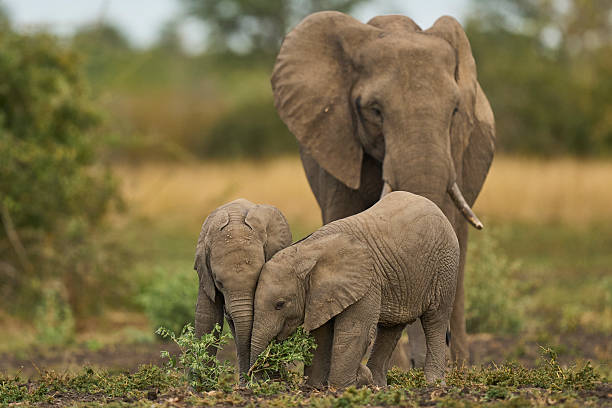 Herd of African Elephant (Loxodonta africana) with young in South Luangwa National Park, Zambia