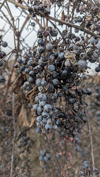 istock Intimate Macro Focus Capturing Frostencrusted Berries And Textured Stems Amid Muted Winter Tones 2254035899