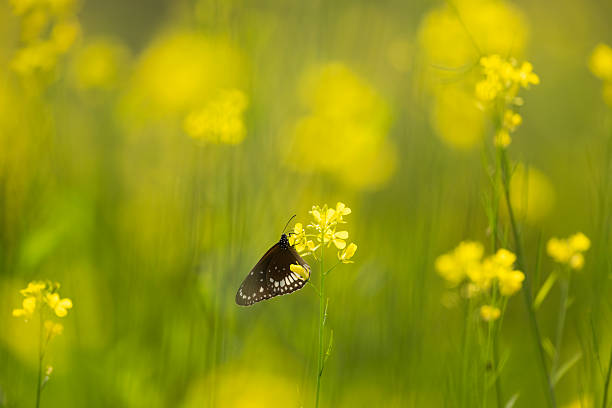 Common butterfly species, the Common Crow, captured in a serene moment while perched on a yellow flower in an agricultural landscape.