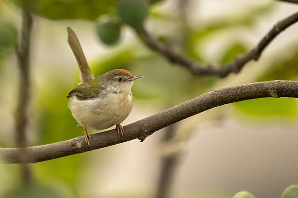 istock Alert Tailorbird jumping across twigs in a tropical fig tree 2254037955