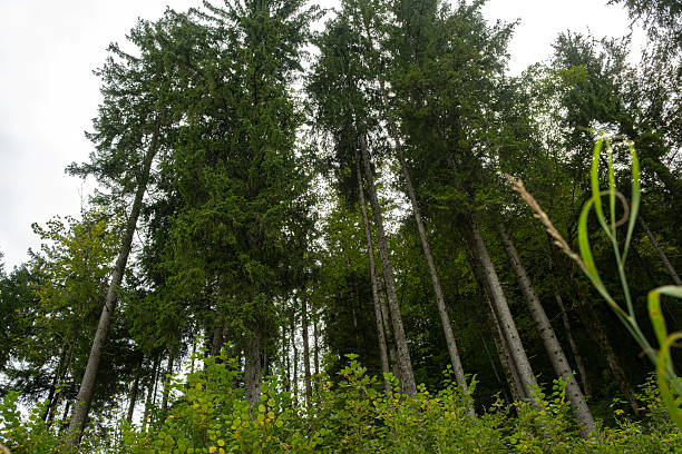 Tall Alpine Trees Seen from Below, Majestic Forest Perspective.