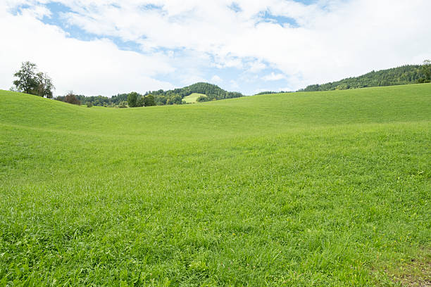 istock Vibrant Green Pasture with Forested Mountains in the Background 2254039584