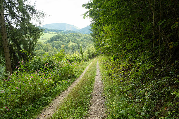 istock Hiking trail in deciduous forest with mountain views. 2254039597