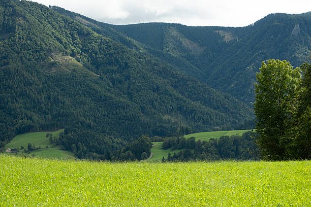 Lush Green Mountain Landscape with Forested Hills.