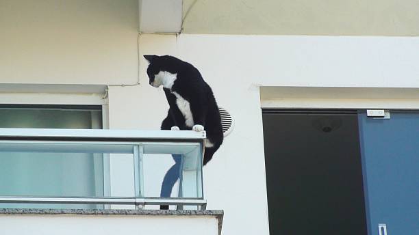 istock animal cat - Felis catus 2254040921