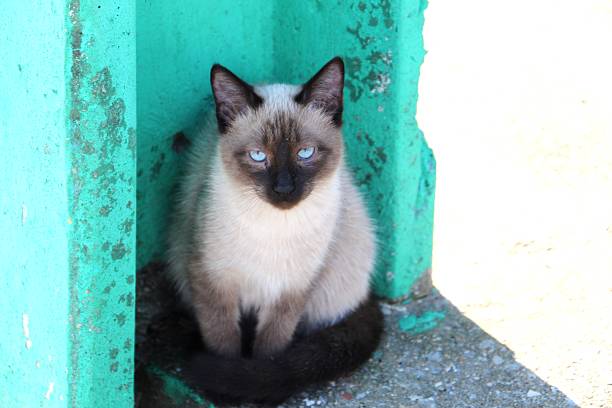 Kingdom: Animalia Phylum: Chordata Class: Mammalia Order: Carnivora Family: Felidae Subfamily: Felinae Genus: Felis Species: Felis catus animal cat - Felis catus