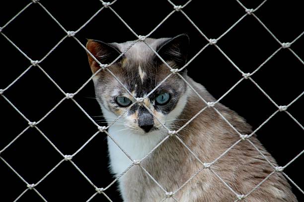 Kingdom: Animalia Phylum: Chordata Class: Mammalia Order: Carnivora Family: Felidae Subfamily: Felinae Genus: Felis Species: Felis catus animal cat - Felis catus