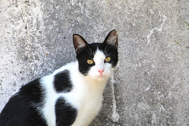 Kingdom: Animalia Phylum: Chordata Class: Mammalia Order: Carnivora Family: Felidae Subfamily: Felinae Genus: Felis Species: Felis catus animal cat - Felis catus