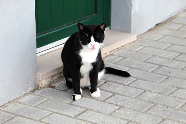 Kingdom: Animalia Phylum: Chordata Class: Mammalia Order: Carnivora Family: Felidae Subfamily: Felinae Genus: Felis Species: Felis catus animal cat - Felis catus