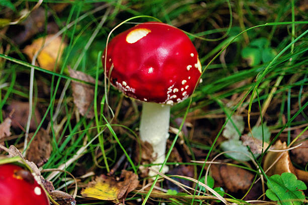 Amanita muscaria or fly agaric is a red and white spotted poisonous Toadstool Mushroom. Group of fungi in a autumn season forest in Germany