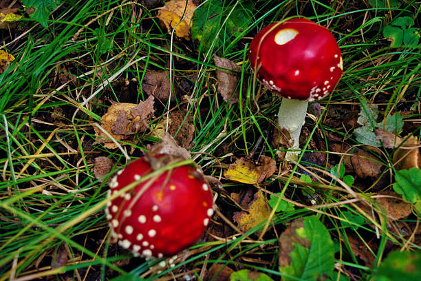 Amanita muscaria or fly agaric is a red and white spotted poisonous Toadstool Mushroom. Group of fungi in a autumn season forest in Germany