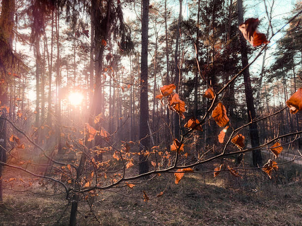 A warm sunset shining through tall forest trees, illuminating dry autumn leaves on a branch in the foreground. The peaceful woodland scenery creates a calm, dreamy and atmospheric mood, perfect for concepts like nature, relaxation, mindfulness, solitude and tranquility.