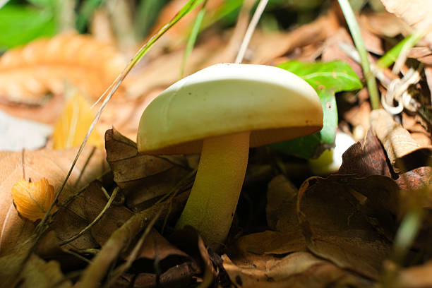 Wild White Mushroom Growing on Forest Floor in Autumn.