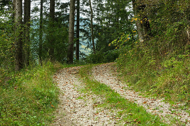 Summer hiking trail winding through lush green deciduous forest landscape.