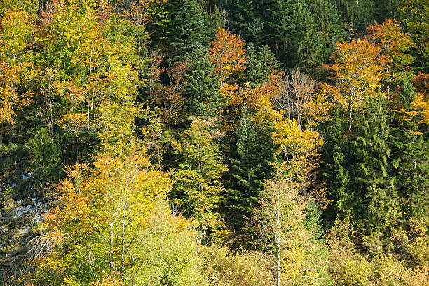 istock Mixed Coniferous and Deciduous Trees in Autumn Colors 2254043129