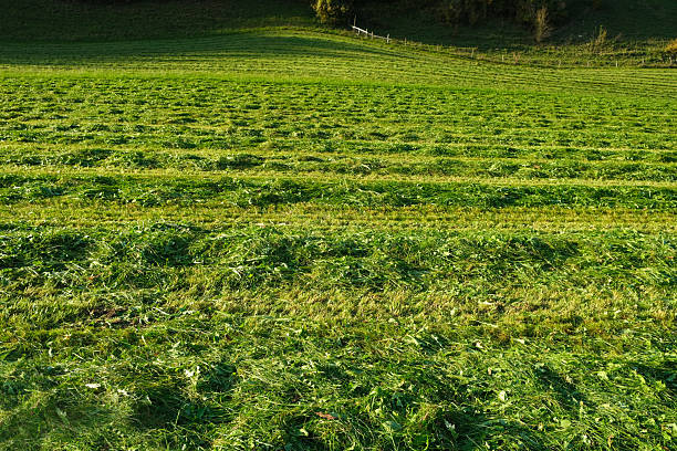 Freshly Mown Alpine Meadow in Sunlight.