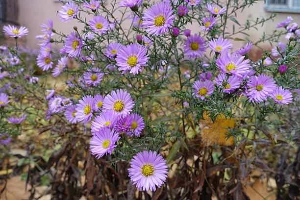 Branched stem of Michaelmas daisies with pink flowers in October