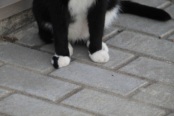Kingdom: Animalia Phylum: Chordata Class: Mammalia Order: Carnivora Family: Felidae Subfamily: Felinae Genus: Felis Species: Felis catus animal cat - Felis catus
