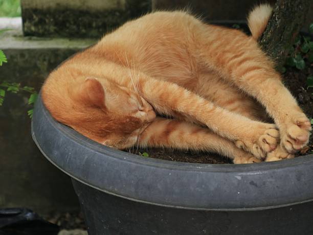 Funny orange cat sleep on pot in the yard. Close up view