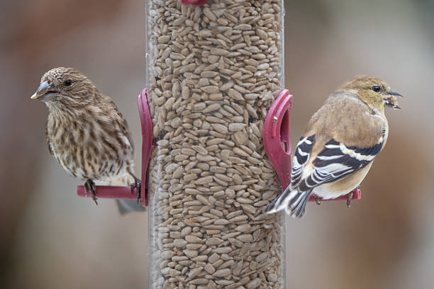 House finch and Goldfinch share sunflower seeds at birdfeeder in winter