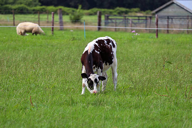 Beautiful Holstein young cows on green meadow, Lugo province, Galicia, Spain.